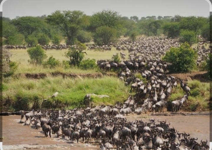 When Is the Best Time to See the Great Migration?