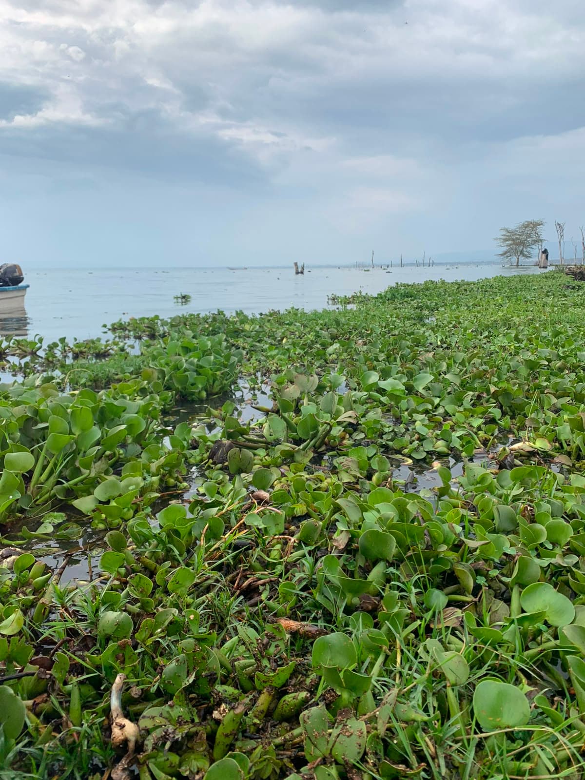Lake Naivasha — photo 1