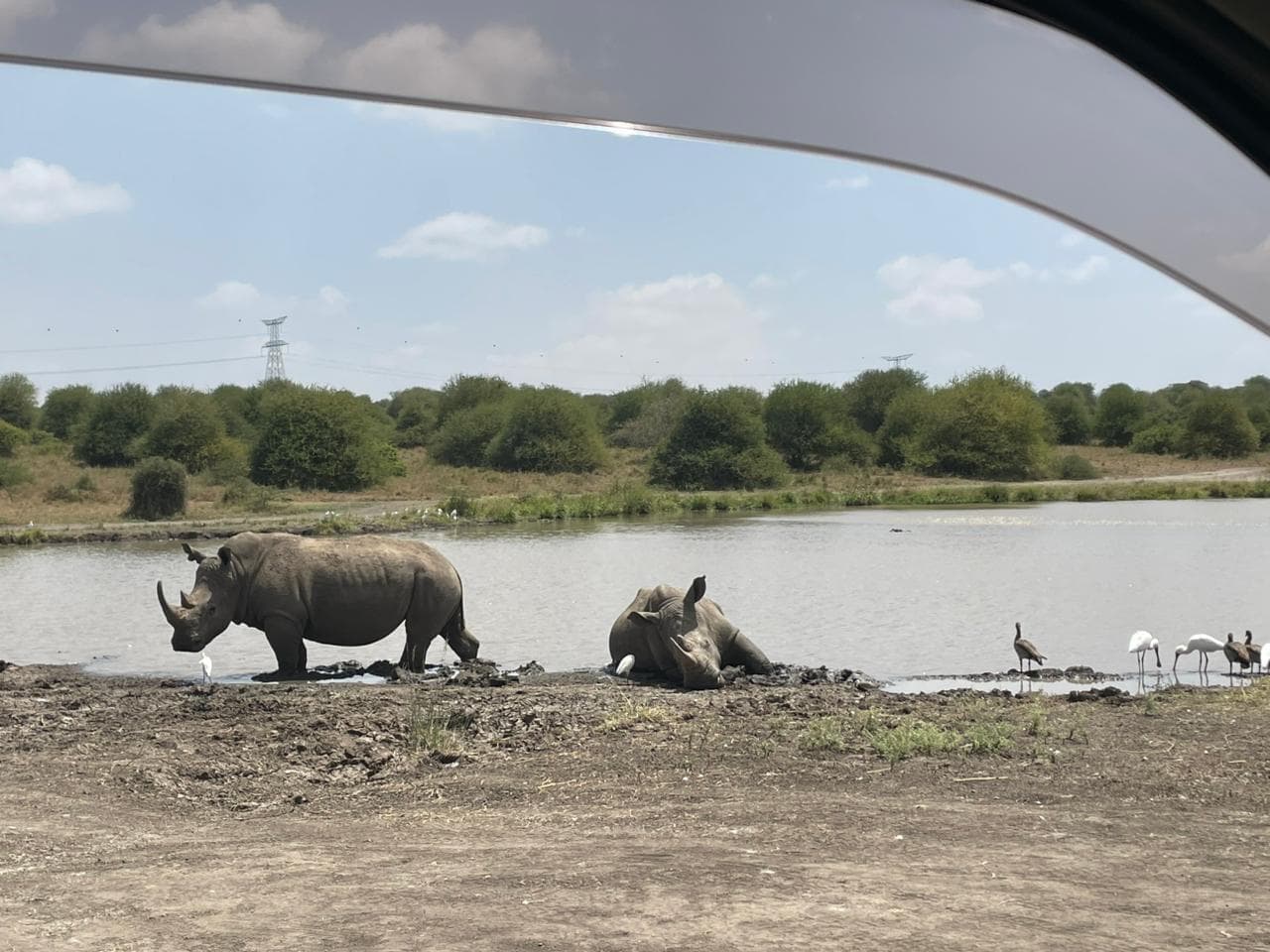 White rhinos at a waterhole
