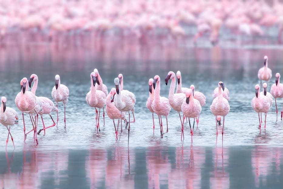 Lesser flamingos gathered at Lake Nakuru