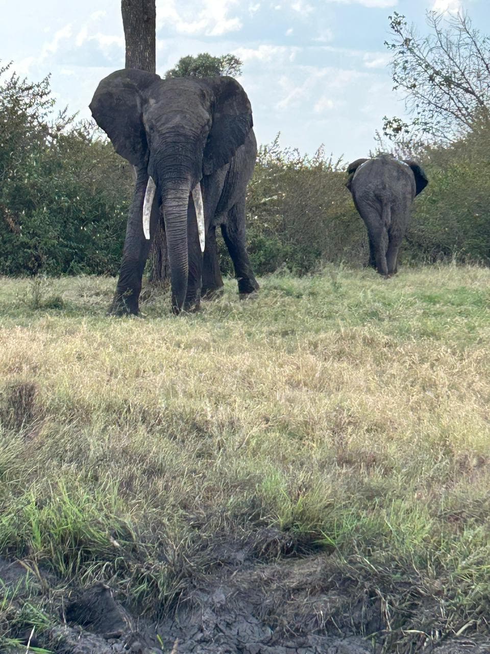 The Great Migration Signature Safari — photo 2