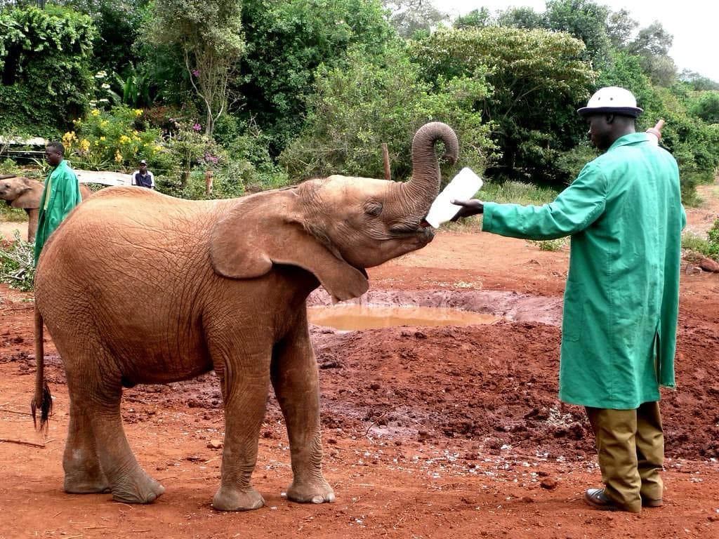 Nairobi Day Safari: Elephant & Giraffe Encounter — photo 1