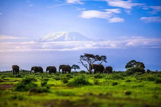 Amboseli National Park