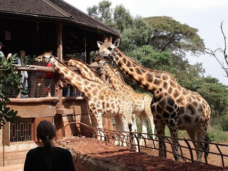 The Giraffe Centre