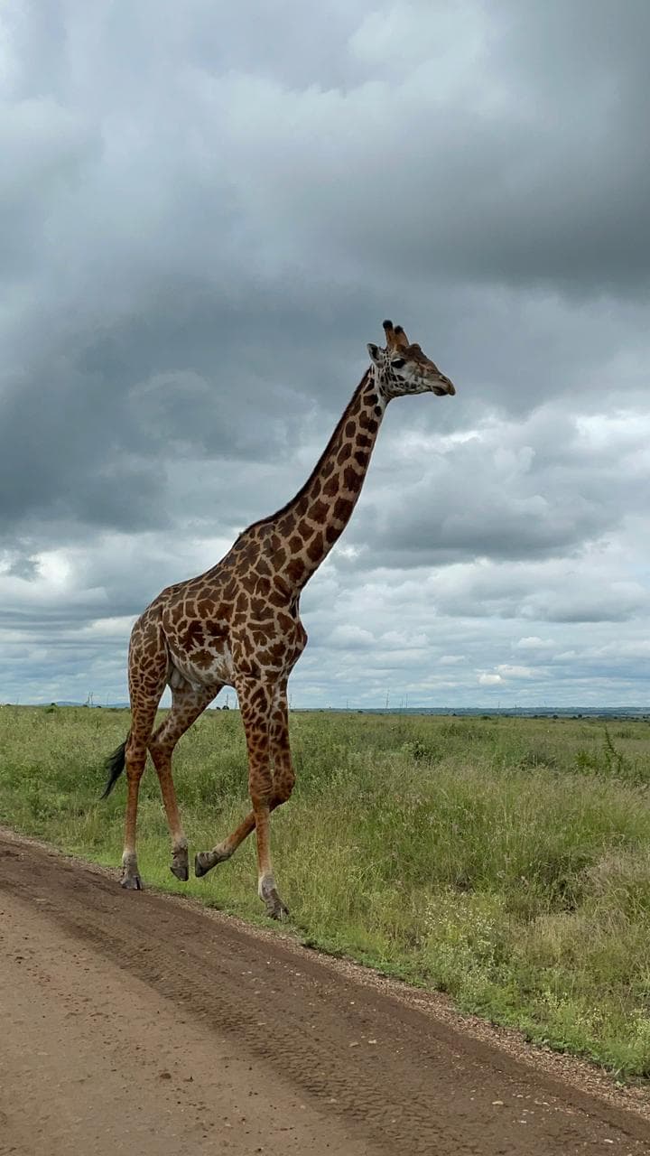 Masai Mara National Reserve