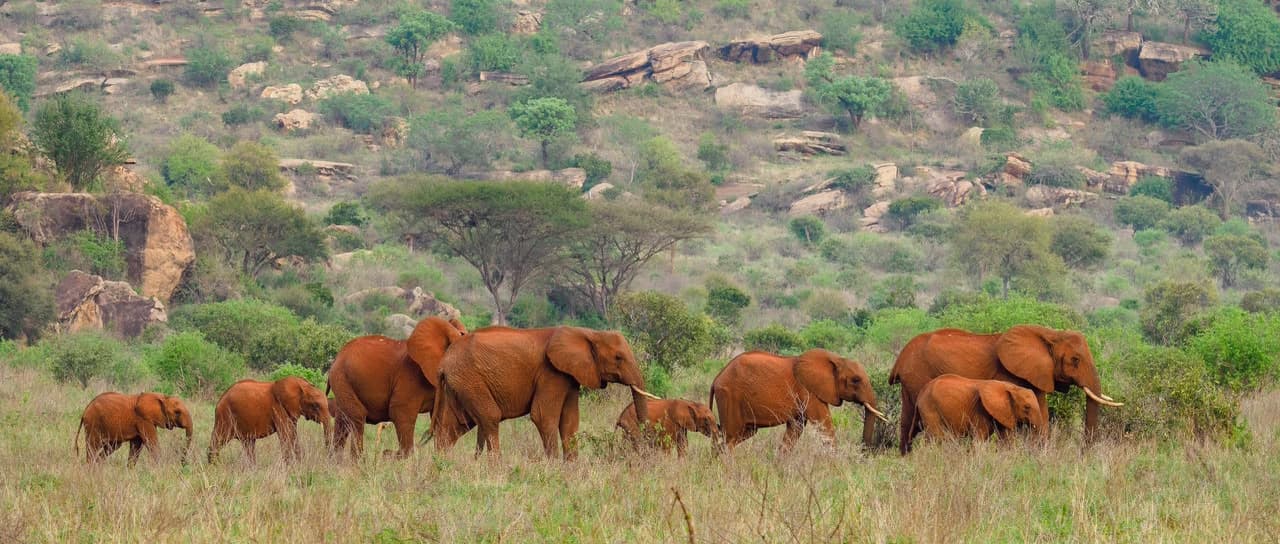 Tsavo Twin Parks Discovery